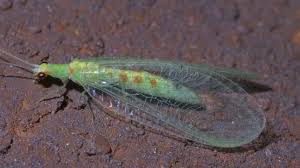 Attēlu rezultāti vaicājumam “Hemitrichia chrysospora”