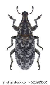 Attēlu rezultāti vaicājumam “Cleonis pigra”