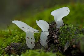 Attēlu rezultāti vaicājumam “Pseudohydnum gelatinosum”