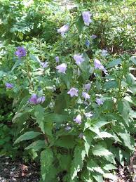 Image result for Campanula trachelium