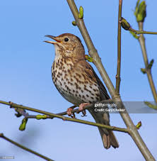 Attēlu rezultāti vaicājumam “Turdus philomelos”