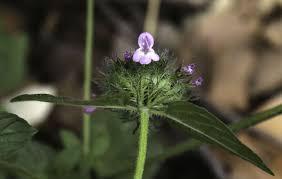 Attēlu rezultāti vaicājumam “Clinopodium vulgare”