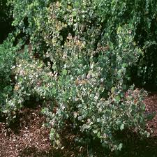 Attēlu rezultāti vaicājumam “Ribes uva-crispa flower”