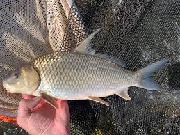 Image result for Carpiodes cyprinus
