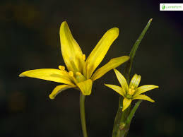 Attēlu rezultāti vaicājumam “Gagea lutea flower”