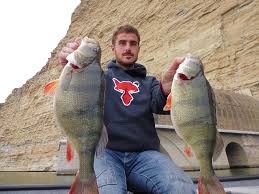 Attēlu rezultāti vaicājumam “Perca fluviatilis”