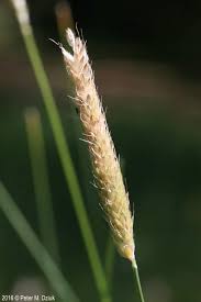 Attēlu rezultāti vaicājumam “Alopecurus pratensis flower”