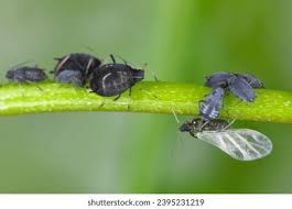 Attēlu rezultāti vaicājumam “Aphis fabae”