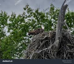 Attēlu rezultāti vaicājumam “Pandion haliaetus adult”