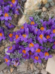 Attēlu rezultāti vaicājumam “Trichia alpina young”