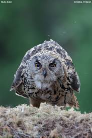 Attēlu rezultāti vaicājumam “Bubo bubo”