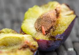 Attēlu rezultāti vaicājumam “Grapholita funebrana larva”