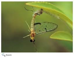 Attēlu rezultāti vaicājumam “Ephemeroptera”