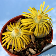 Attēlu rezultāti vaicājumam “Petractis sp.”