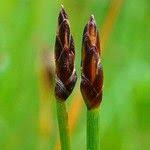 Attēlu rezultāti vaicājumam “Eleocharis uniglumis fruit”