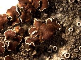 Attēlu rezultāti vaicājumam “Lecanora allophana”