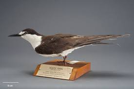 Image result for Onychoprion fuscatus