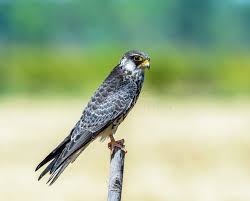 Image result for Falco amurensis