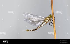 Attēlu rezultāti vaicājumam “Aeshna mixta female”