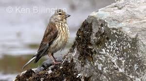 Attēlu rezultāti vaicājumam “Carduelis cannabina”