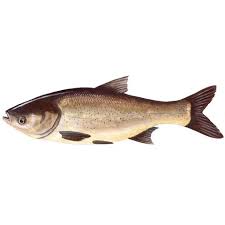 Image result for Hypophthalmichthys molitrix