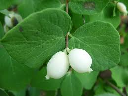 Attēlu rezultāti vaicājumam “Symphoricarpos albus flower”