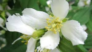 Attēlu rezultāti vaicājumam “Philadelphus lemoinei flower”