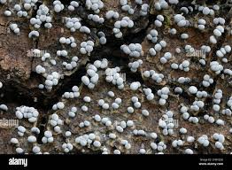 Attēlu rezultāti vaicājumam “Physaraceae”