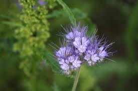 Attēlu rezultāti vaicājumam “Phacelia tanacetifolia leaf”