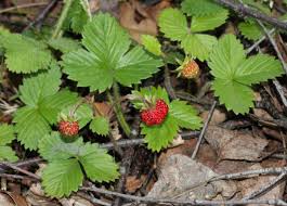 Image result for Fragaria vesca