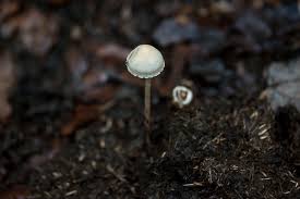 Attēlu rezultāti vaicājumam “Panaeolus papilionaceus”