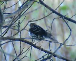 Image result for Anthus gustavi