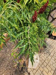 Attēlu rezultāti vaicājumam “Rhus typhina leaf”