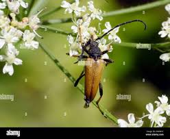 Attēlu rezultāti vaicājumam “Leptura rubra male”