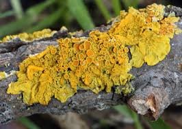 Attēlu rezultāti vaicājumam “Xanthoria parietina”
