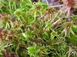 Attēlu rezultāti vaicājumam “Sphagnum rubellum”