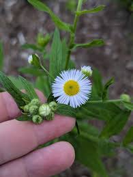 Attēlu rezultāti vaicājumam “Erigeron annuus flower”