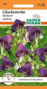 Image result for Glockenrebe