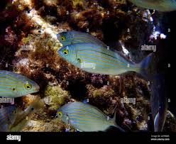 Image result for Sarpa salpa