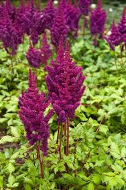 Attēlu rezultāti vaicājumam “Astilbe chinensis flower”