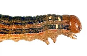 Attēlu rezultāti vaicājumam “Tachinidae”