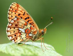 Attēlu rezultāti vaicājumam “Boloria eunomia underside”