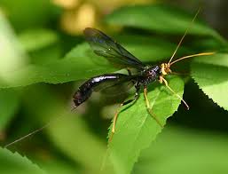 Attēlu rezultāti vaicājumam “Ichneumonidae”