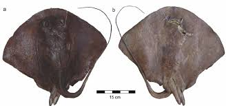 Image result for Pteroplatytrygon violacea