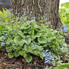 Attēlu rezultāti vaicājumam “Brunnera macrophylla flower”