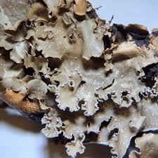 Attēlu rezultāti vaicājumam “Melanohalea olivacea”