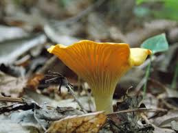 Attēlu rezultāti vaicājumam “Cantharellus cibarius”