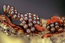 Attēlu rezultāti vaicājumam “Metatrichia vesparia”