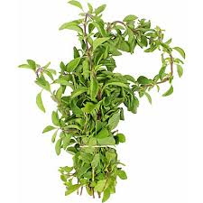 Image result for Oregano