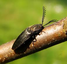 Attēlu rezultāti vaicājumam “Ctenicera pectinicornis”